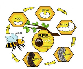 Life Cycle of the Bee