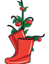 Boots and Tomato Plant